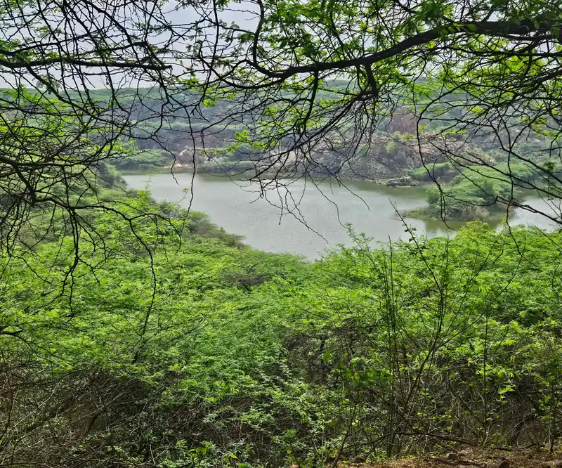 Leafy branches overlooking water and the wooded Aravalli landscape