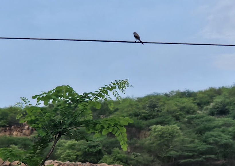 Birdwatching at Farm Aravalia: A Paradise for Bird Lovers